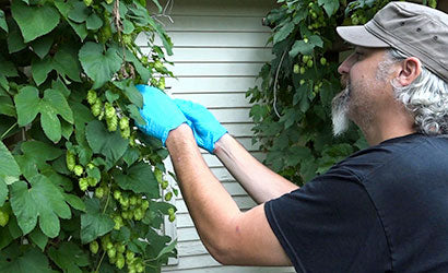 How To Grow Hops from Rhizomes